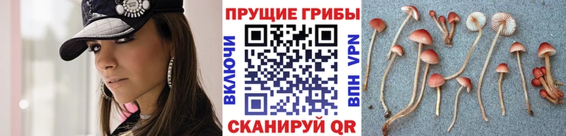 наркотики  МЕГА зеркало  Псилоцибиновые грибы мицелий  Калининск 